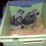 deux-bebe-perroquet-gris-du-gabon
