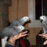 perroquets-gris-du-gabon-eleves-a-la-main-et-parleurs
