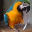 magnifique-perrroquet-ara-ararauna