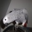 perroquet-gris-du-gabon