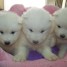 a-reserver-chiots-samoyedes