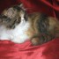chaton-persan-femelle-black-tortie-tabby-et-blanc-loof