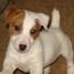 adorable-chiot-jack-russell
