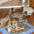 2-splendide-chatons-bengals-pour-famille-chaleureuse