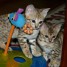 2-adorables-chatons-recherche-famille-d-accueil-chaleureuse