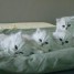 adorables-pour-noel-chatons-persan-ils-sont-adonner