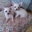 a-donner-chiot-type-chihuahua-femelle