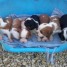 adorables-chiots-cavaliers-king-charles
