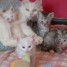 magnifiquess-chatons-angora-turc-a-donner