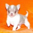 adorable-chiot-type-chihuahua-pour-adoption