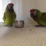 couple-perroquets-ara-militaire