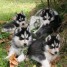 tres-adorables-bebes-husky-siberien