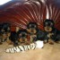 chiots-yorkshire-terrier