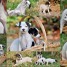 5-magnifiques-jack-russel-terriers-pour-noel