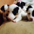 disponible-5-chiots-jack-russell-l-o-f