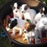 chiots-non-lof-jack-russell-terrier