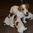 5-chiots-jack-russell