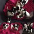 adorables-chiots-jack-russel-pure-race