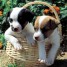4-chiots-jack-russel
