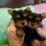 belle-chiots-yorkie-pour-noel