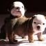 magnifiques-chiots-bulldog-anglais