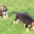 chiot-berger-allemand-pure-race