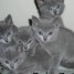 magnifiques-chatons-chartreux-a-donner