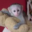 particulier-donne-bebe-singe-capucin