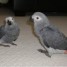 particulier-donne-couple-de-perroquets-gris-du-gabon