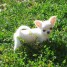 chiot-type-chihuahua-femelle