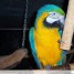 perroquet-ara-ararauna