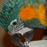 perroquet-ara-ararauna-cherche-foyer