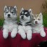 adorable-chiots-husky-de-siberie-disponible-avant-noel