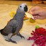 adorable-perroquet-gris-du-gabon-femelle