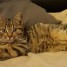 donne-femelle-chaton-tigre-2-3-mois