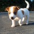 chiots-jack-russel-terrier