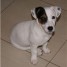 adorable-chiot-male-type-jack-russel