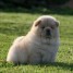 chiots-chow-chow-lof-a-donner