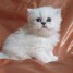 chatons-persan-male-et-femelle-a-donner