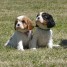 chiots-cavalier-king-charles-pour-noel