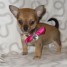 tres-beau-chiot-chihuahua-a-donner