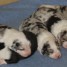 chiots-berger-australien-lof