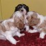 adorables-chiots-cavaliers-king-charles