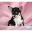 chiots-chihuahua-pure-race-poils-courts
