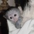 bebe-singe-capucin-pour-adoption