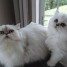 adorables-chatons-persans-pure-race