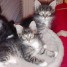 3-chatons-maine-coon-loof