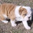 magnifiques-chiots-bulldog-anglais