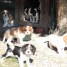 chiots-cavaliers-king-charles-lof