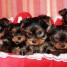 sublimes-chiots-yorkshire-terrier-pure-race